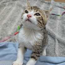 Thumbnail photo of Rufus #1