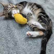 Thumbnail photo of Roderick #2