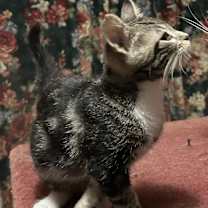 Thumbnail photo of Roderick #1