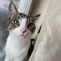 Thumbnail photo of boba #1