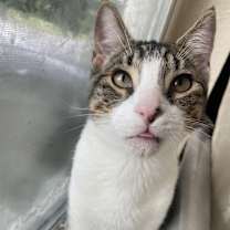 Thumbnail photo of boba #3