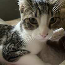 Thumbnail photo of boba #4