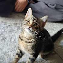 Thumbnail photo of Goose #2