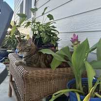 Thumbnail photo of Coco #1