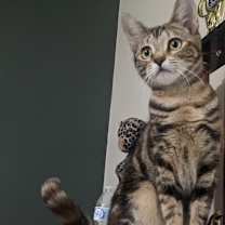 Thumbnail photo of Coco #2