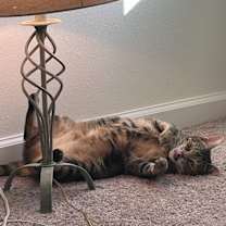 Thumbnail photo of Coco #3