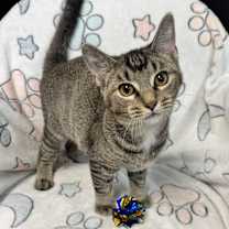 Thumbnail photo of Ace #1