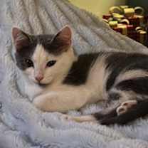 Thumbnail photo of Little #1