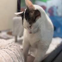 Thumbnail photo of Moto-Moto  #4