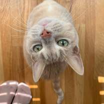 Thumbnail photo of Epona #1