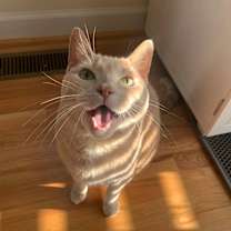 Thumbnail photo of Epona #2