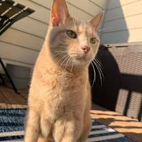 Thumbnail photo of Epona #3