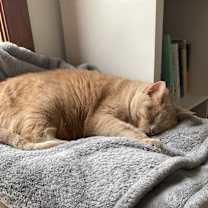 Thumbnail photo of Epona #4