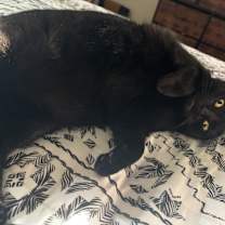 Thumbnail photo of Scar #3