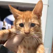 Thumbnail photo of Leonard (In Foster) #1