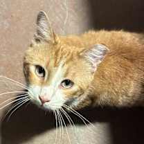 Thumbnail photo of Marlowe #3