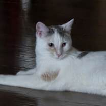 Thumbnail photo of Sasha #4