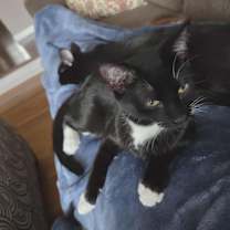 Thumbnail photo of Tink #3