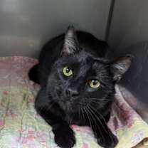 Thumbnail photo of Tahiran (TAS #11) #1