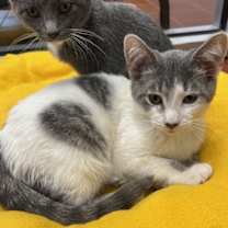 Thumbnail photo of Otis #3