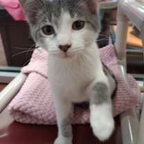 Thumbnail photo of Otis #4