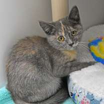 Thumbnail photo of Valerie #1