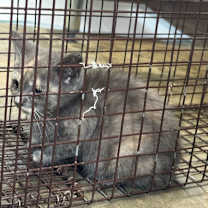 Thumbnail photo of Valerie #2