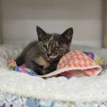 Thumbnail photo of Valerie #3