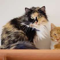 Thumbnail photo of Pumpkin #1