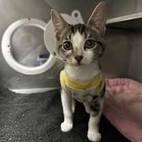 Thumbnail photo of Coral #2