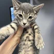 Thumbnail photo of Loki #2