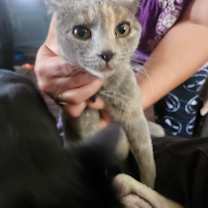 Thumbnail photo of Rocky #1