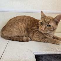 Thumbnail photo of Bean #1