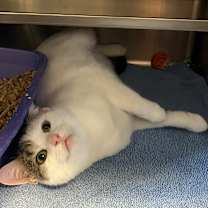 Thumbnail photo of Penelope - Rodent responder fees waived! #1