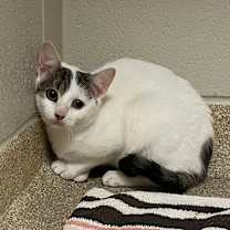 Thumbnail photo of Penelope - Rodent responder fees waived! #2