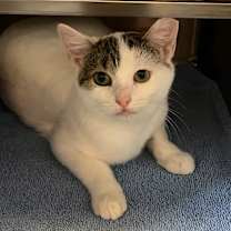 Thumbnail photo of Penelope - Rodent responder fees waived! #3