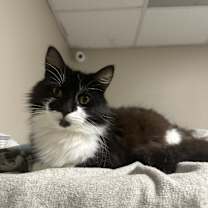 Thumbnail photo of Teddy #3