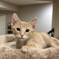 Thumbnail photo of Axel 2203 #1