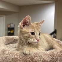 Thumbnail photo of Axel 2203 #3