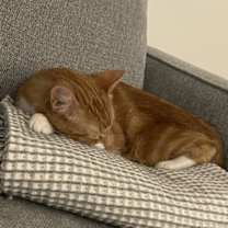 Thumbnail photo of Cinnamon #2