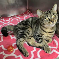 Thumbnail photo of Dove #3