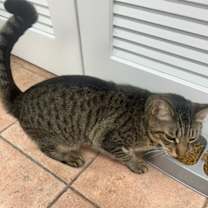 Thumbnail photo of Matteo #1