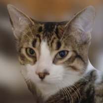 Thumbnail photo of Frankie Stein #1