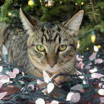 Thumbnail photo of Phoenix #1