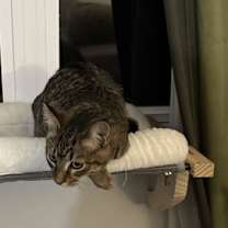 Thumbnail photo of Phoenix #3