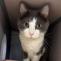 Thumbnail photo of Loui #1