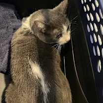 Thumbnail photo of Loui #2