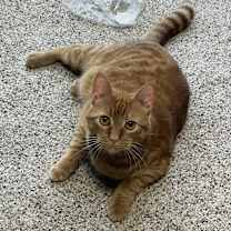 Thumbnail photo of Goldie #1