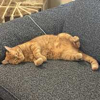 Thumbnail photo of Goldie #2