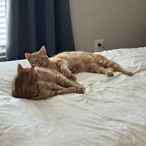 Thumbnail photo of Goldie #3